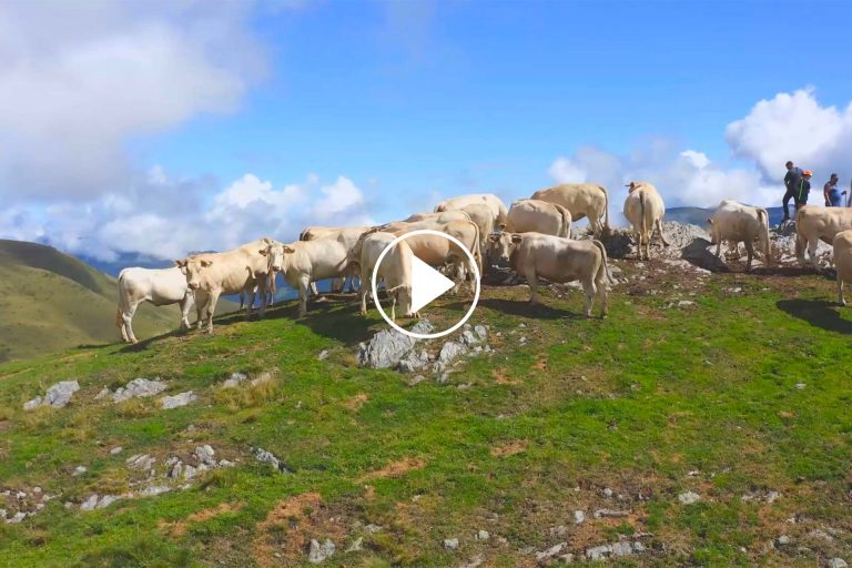 Blonde d'Aquitaine - Institutional spot